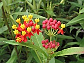 ASCLEPIAS CURASSAVICA RED BUTTERFLY (SILKWEED)