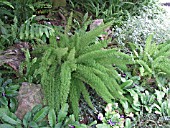 ASPARAGUS DENSIFLORUS MYERSII (FOXTAIL FERN)