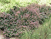 BERBERIS THUNBERGII ROYAL BURGUNDY (BARBERRY)