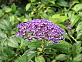 BUDDLEIA DAVIDII NANHO BLUE