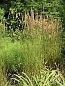 CALAMAGROSTIS ACUTIFLORA STRICTA (FEATHER REED GRASS)