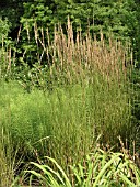 CALAMAGROSTIS ACUTIFLORA STRICTA (FEATHER REED GRASS)