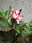 CANNA PINK SUNBURST