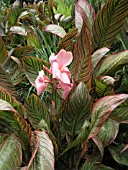 CANNA PINK SUNBURST