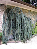 CEDRUS ATLANTICA GLAUCA PENDULA AGAINST WALL (ATLANTIC CEDAR)