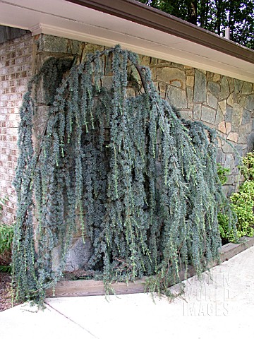 CEDRUS_ATLANTICA_GLAUCA_PENDULA_AGAINST_WALL_ATLANTIC_CEDAR