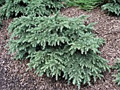 CEDRUS DEODARA PROSTRATE BEAUTY (CEDAR)