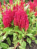 CELOSIA PLUMOSA FRESH LOOK RED