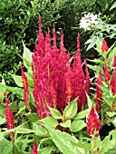 CELOSIA PLUMOSA FRESH LOOK RED