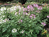 CLEOME SPARKLER BLUSH (SPIDER FLOWER)