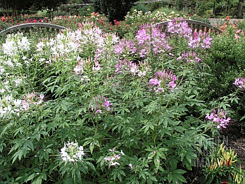 CLEOME_SPARKLER_BLUSH_SPIDER_FLOWER