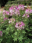 CLEOME SPARKLER BLUSH (SPIDER FLOWER)