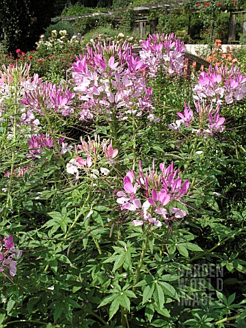 CLEOME_SPARKLER_BLUSH_SPIDER_FLOWER