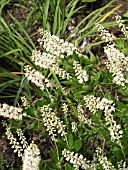 CLETHRA ALNIFOLIA HUMMINGBIRD,  IN BORDER.