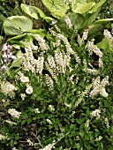 CLETHRA ALNIFOLIA HUMMINGBIRD (SWEET PEPPER BUSH)