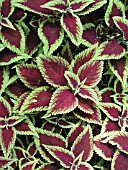 SOLENOSTEMON DEFIANCE (PAINTED NETTLE)