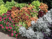 SOLENOSTEMON MIXED IN BORDER (PAINTED NETTLE)