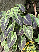 COLOCASIA ESCULENTA ILLUSTRIS