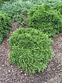 CRYPTOMERIA JAPONICA ELEGANS NANA (JAPANESE CEDAR)