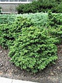 CRYPTOMERIA JAPONICA TANSU (JAPANESE CEDAR)