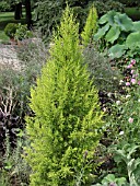 CUPRESSUS MACROCARPA GOLDCREST