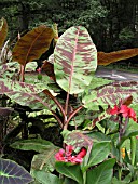 ENSETE (MUSA)