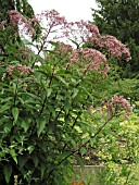 EUPATORIUM PURPUREUM