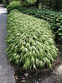 HAKONECHLOA MACRA AUREOLA (HAKONE GRASS)