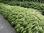 HAKONECHLOA MACRA AUREOLA (HAKONE GRASS)