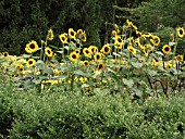 HELIANTHUS SORAYA (SUNFLOWER)