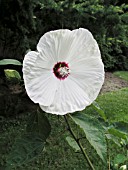 HIBISCUS MOSCHEUTOS DISCO BELLE WHITE