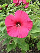 HIBISCUS MOSCHEUTOS RED