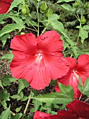 HIBISCUS MOSCHEUTOS RED