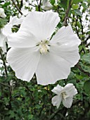 HIBISCUS SYRIACUS DIANA