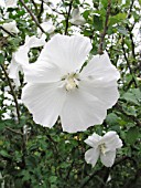 HIBISCUS SYRIACUS DIANA