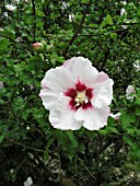 HIBISCUS SYRIACUS HELENE,  CLOSE UP