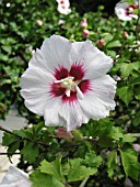 HIBISCUS SYRIACUS HELENE,  CLOSE UP