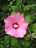 HIBISCUS SYRIACUS MINERVA