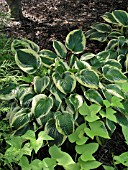 HOSTA WIDE BRIM