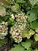 HYDRANGEA QUERCIFOLIA SNOWFLAKE