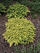 ILEX CRENATA GOLDEN HELLER