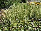 IRIS PSEUDACORUS VARIEGATA (YELLOW WATER FLAG)