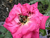 JAPANESE BEETLES ON ROSE