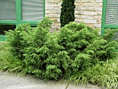 JUNIPERUS CHINENSIS GOLD LACE