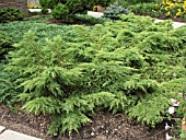 JUNIPERUS  MEDIA DAUBS FROSTED