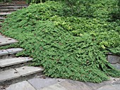 JUNIPERUS  PROCUMBENS NANA