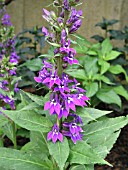 LOBELIA SPECIOSA BLUE PURPLE