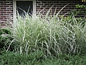 MISCANTHUS SINENSIS DIXIELAND