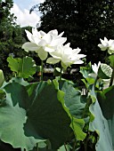 NELUMBO NUCIFERA ALBA GRANDIFLORA (SACRED LOTUS)