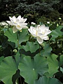 NELUMBO NUCIFERA ALBA GRANDIFLORA (SACRED LOTUS)